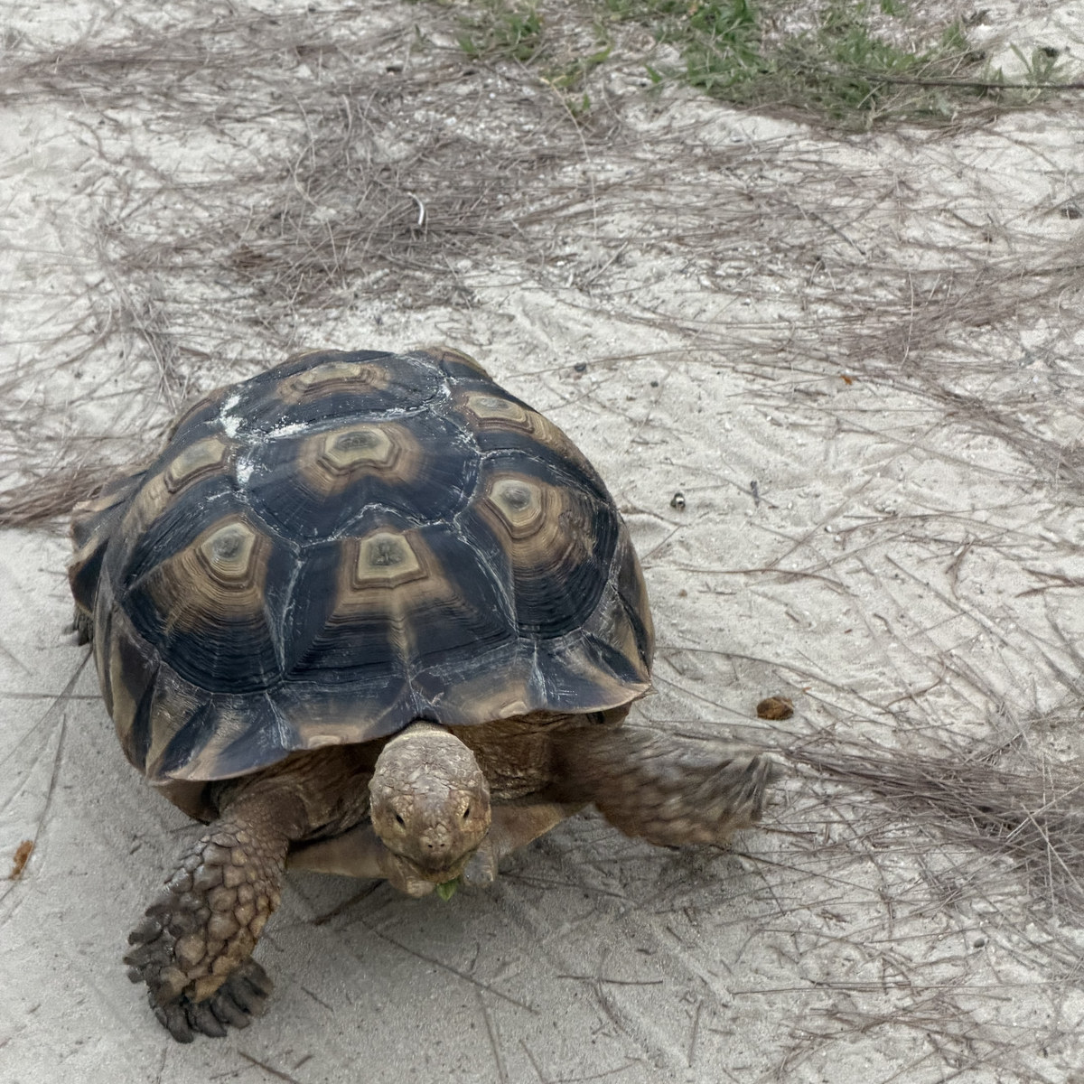 A tortoise crossing the sand