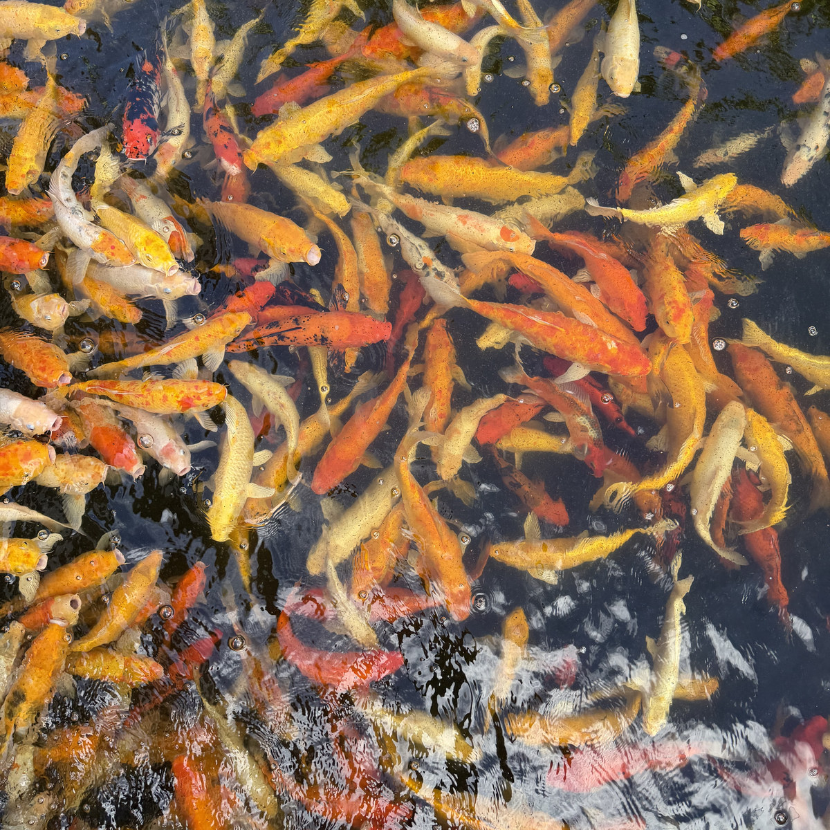 Koi crowding the surface of a pond