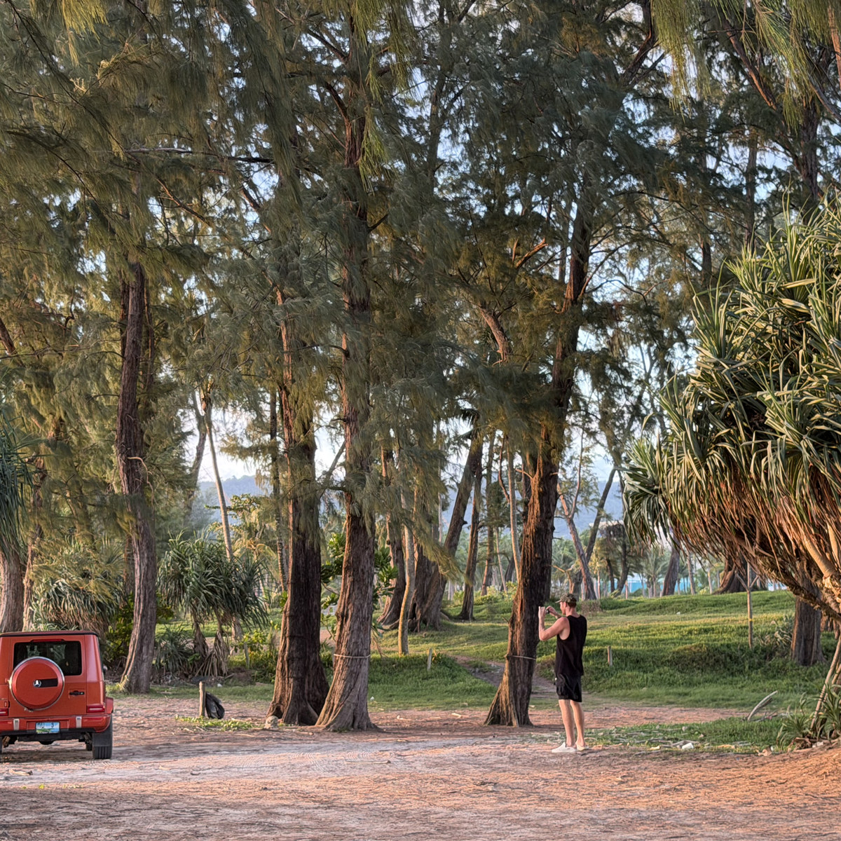 A red jeep parked under casuarina trees